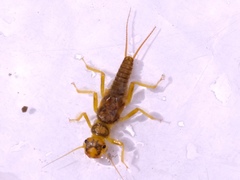 Perlodidae