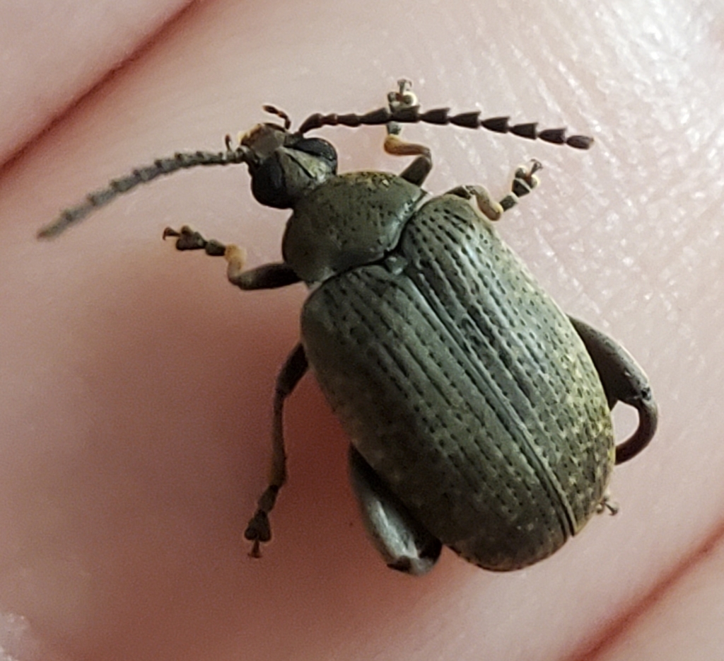 Palm Seed Weevil