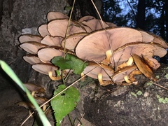 Pholiota malicola