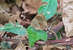 Lamprospilus collucia