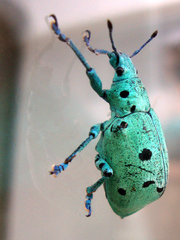 Ericydeus nigropunctatus