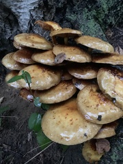 Pholiota malicola