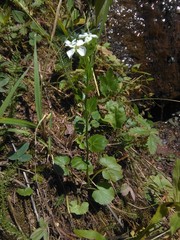Cardamine cordifolia