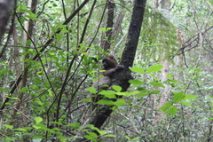 Prolemur simus