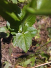 Cardamine cordifolia