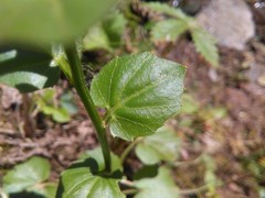 Cardamine cordifolia
