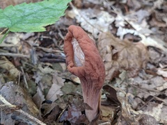 Clavariadelphus americanus