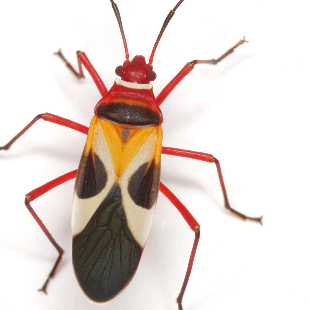 Turk's cap red bug (Dysdercus concinnus) · iNaturalist