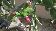 Opuntia cochenillifera
