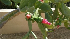 Opuntia cochenillifera