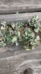 Parmotrema perforatum