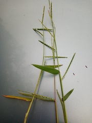 Urochloa platyphylla