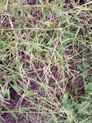 Urochloa platyphylla