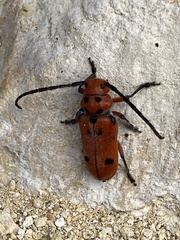 Tetraopes thermophilus