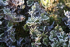 Gleichenia alpina