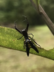 Micrathena pichincha