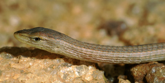 Chamaesaura macrolepis