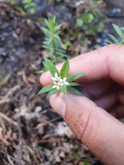 Pimelea tomentosa