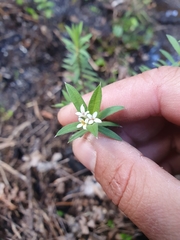 Pimelea tomentosa