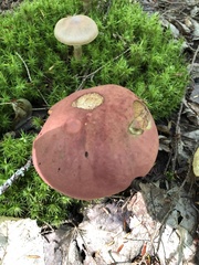 Boletus flammans