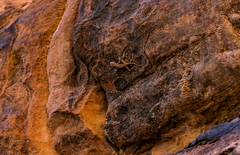 Ptyodactylus guttatus