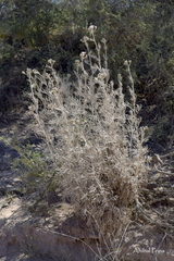 Senecio viravira