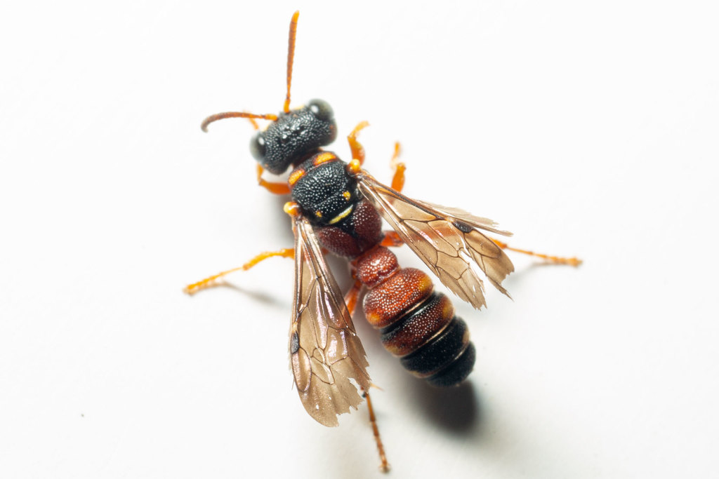 Cerceris blakei