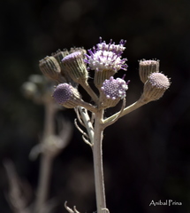 Senecio viravira