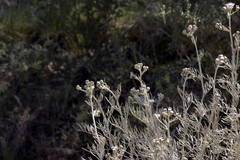 Senecio viravira