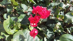 Bougainvillea