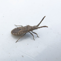 Scolopocerus secundarius