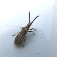 Scolopocerus secundarius