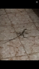 Enyalius