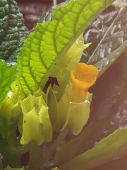 Chrysothemis friedrichsthaliana