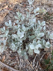 Tidestromia lanuginosa