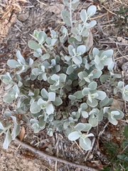 Tidestromia lanuginosa
