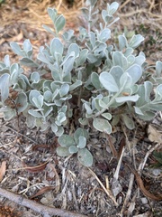 Tidestromia lanuginosa