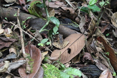 Gephyromantis plicifer