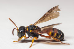 Cerceris blakei