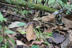 Gephyromantis plicifer