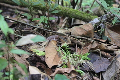 Gephyromantis plicifer