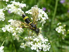 Tenthredo distinguenda