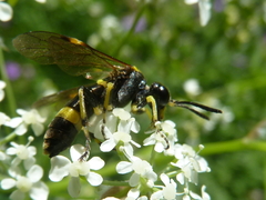 Tenthredo distinguenda