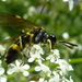 Small Wasp-Sawfly - Photo (c) Andreas Taeger, some rights reserved (CC BY-NC), uploaded by Andreas Taeger