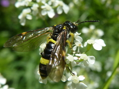 Tenthredo distinguenda