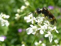 Tenthredo distinguenda