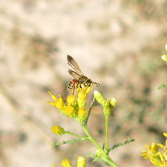 Epinomia