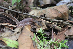 Gephyromantis plicifer