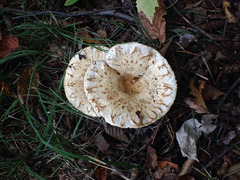 Lactarius scrobiculatus canadensis