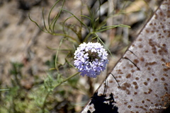 Glandularia dissecta